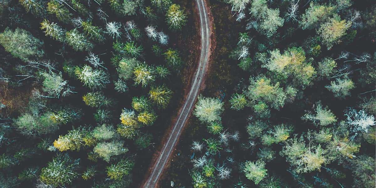 Road in the forest