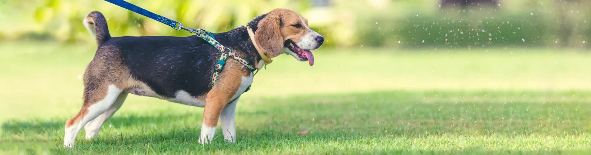 Dog on walk
