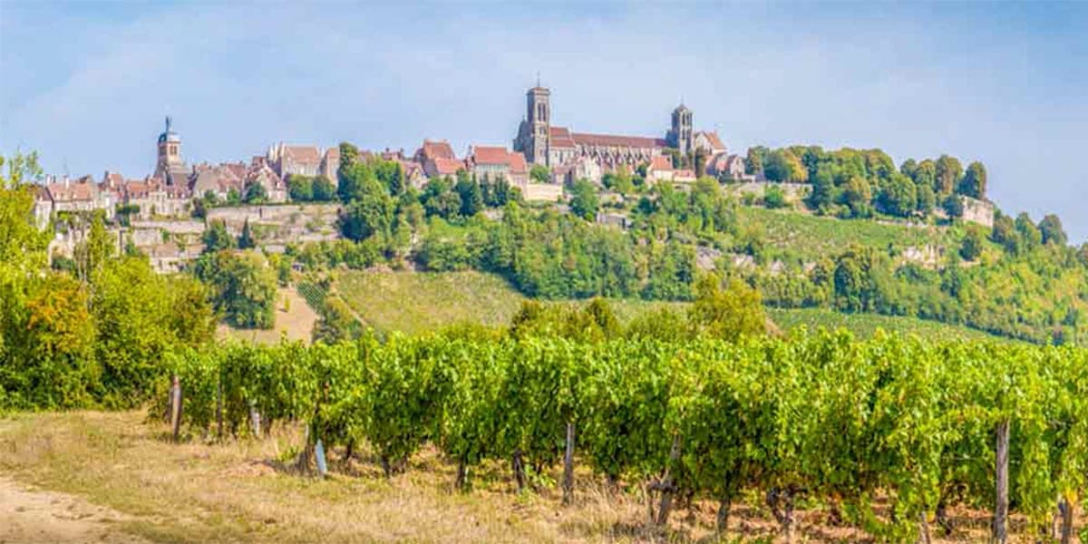 Vineyard in France
