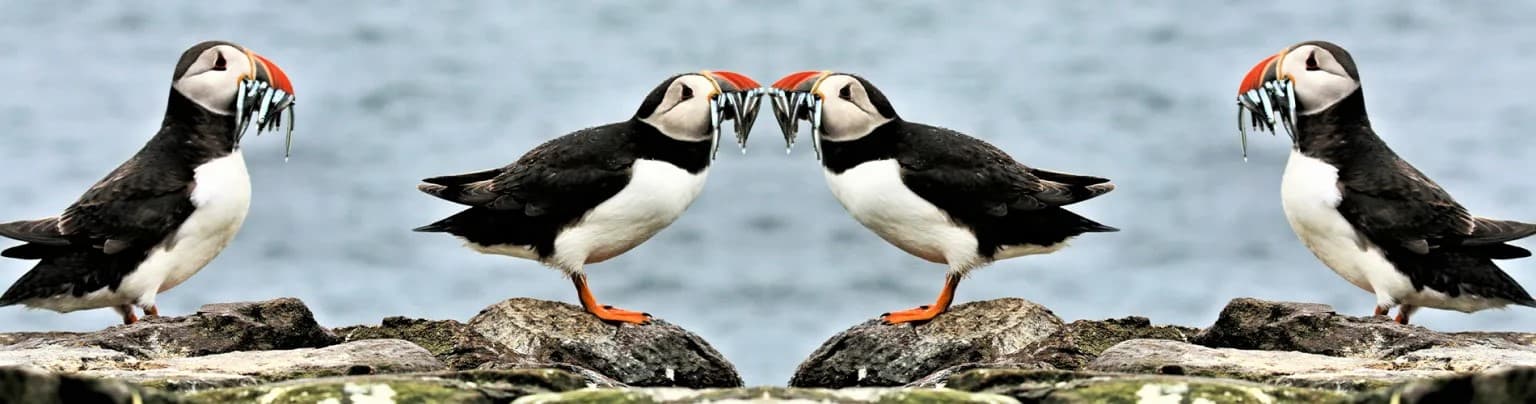 Puffin