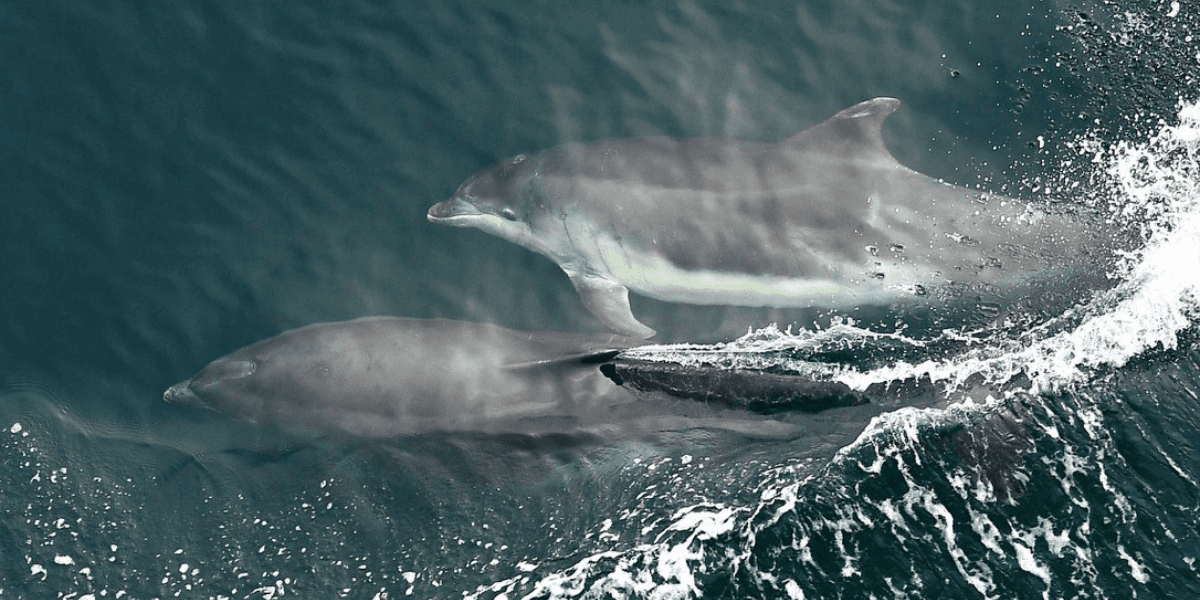 ORCA blog (3)