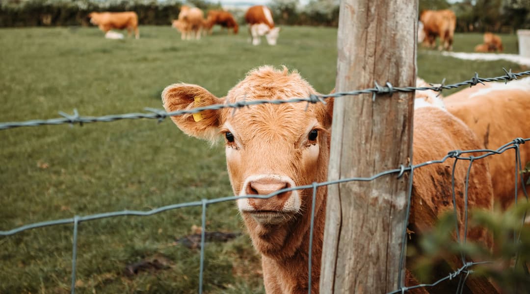 Jersey Dairy