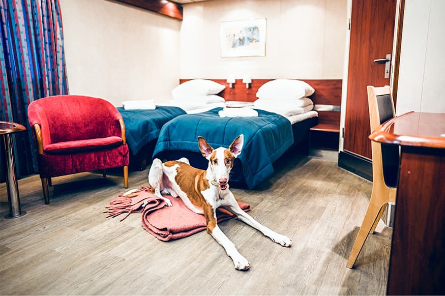 Dog in the cabin