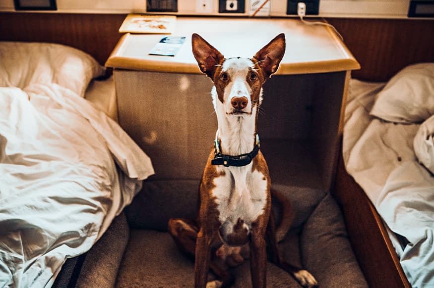 Dog in the cabin