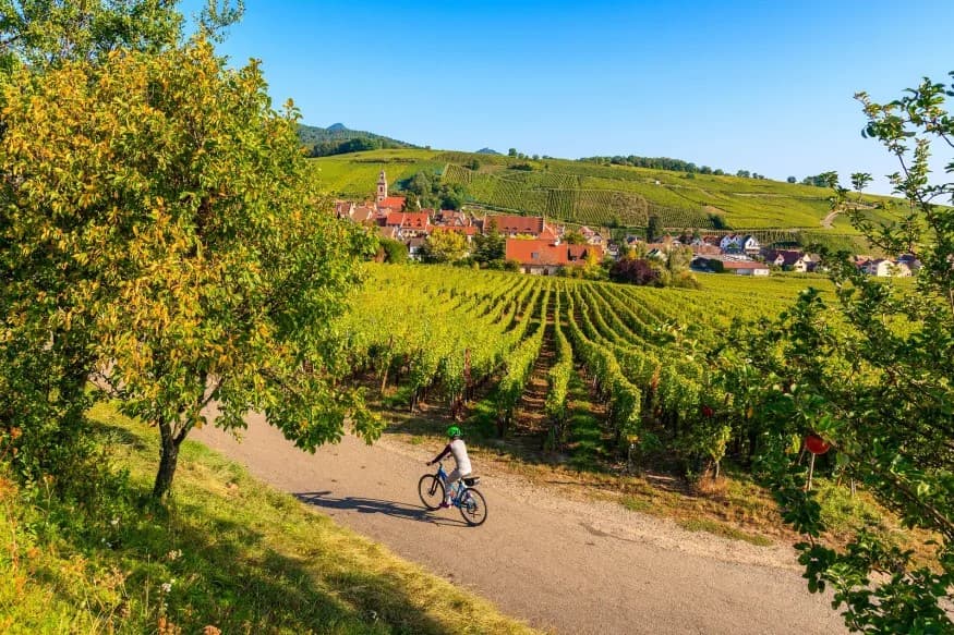 Bordeaux, Vineyard