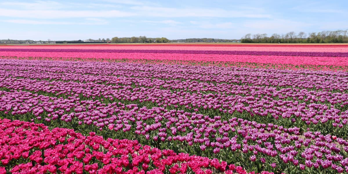 TravelGuide HollandInBloom 0 Hero