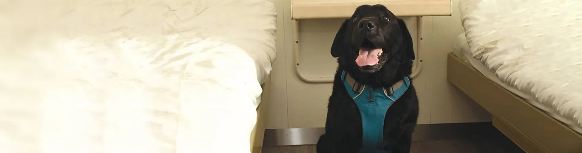 Dog in cabin