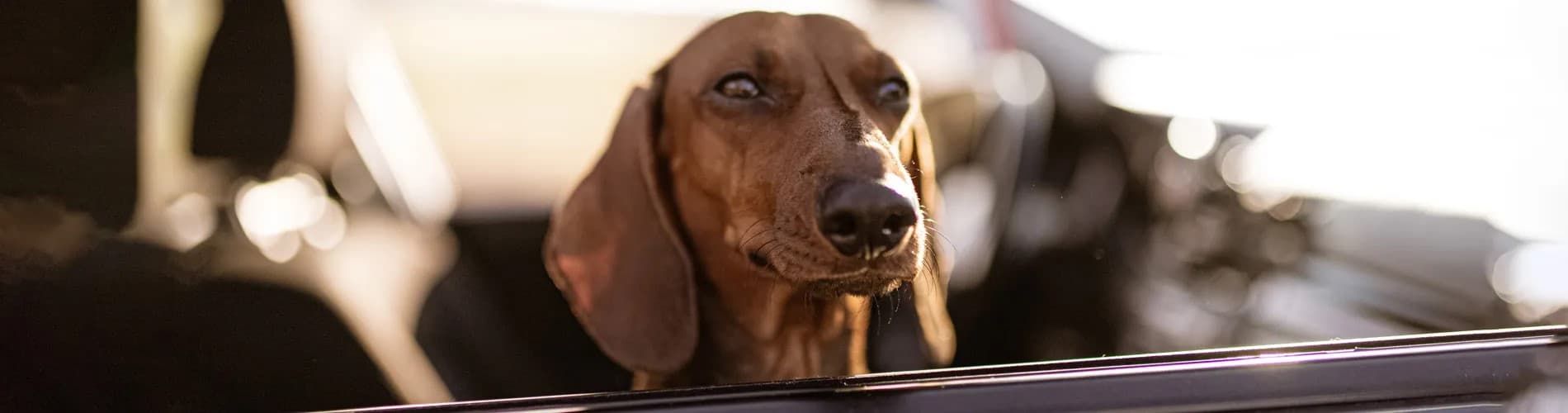 Dog in car