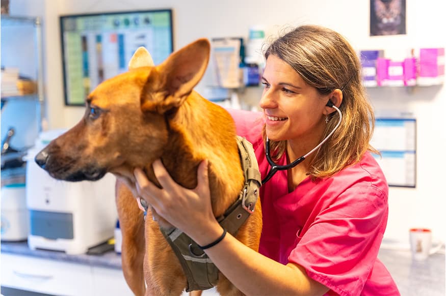 Dog at the Vet check up